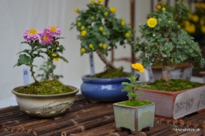 kiku bonsai