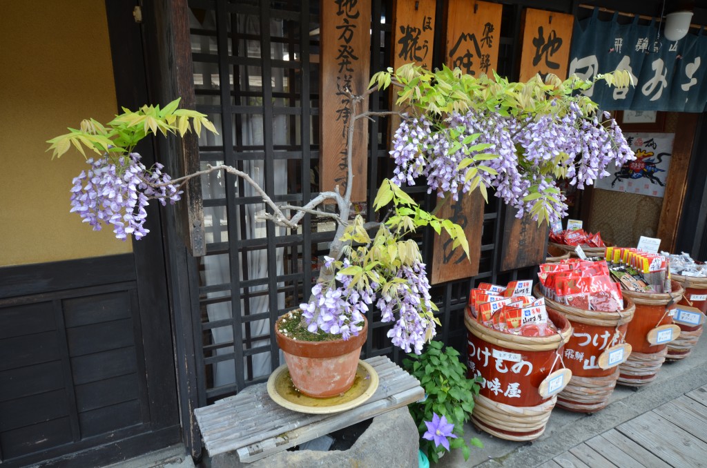 Blåregn som bonsai, Takayama