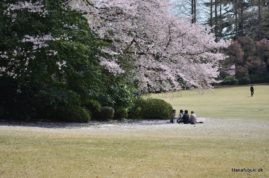sakura hanami shinjuku gyoen-parken