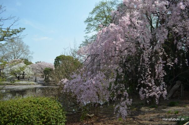 sakura hængende, shinjuku gyoen