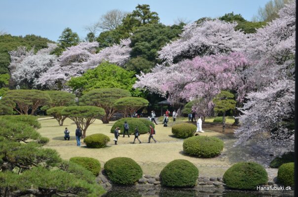 shinjukua gyoen-parken sakura