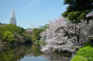 sakura shinjuku gyoen tokyo årstiderne