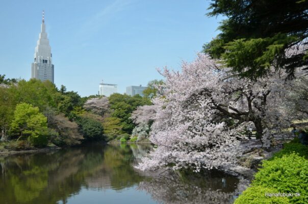 sakura shinjuku gyoen tokyo