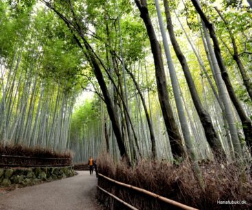 bambusskoven arashiyama kyoto