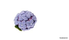 chirimen hortensia