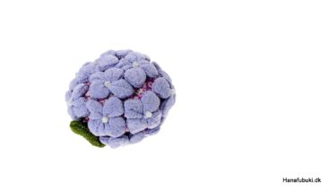 chirimen hortensia