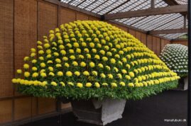 Shinjuku gyoen, chrysanthemum kiku