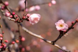 ume blommeblomst