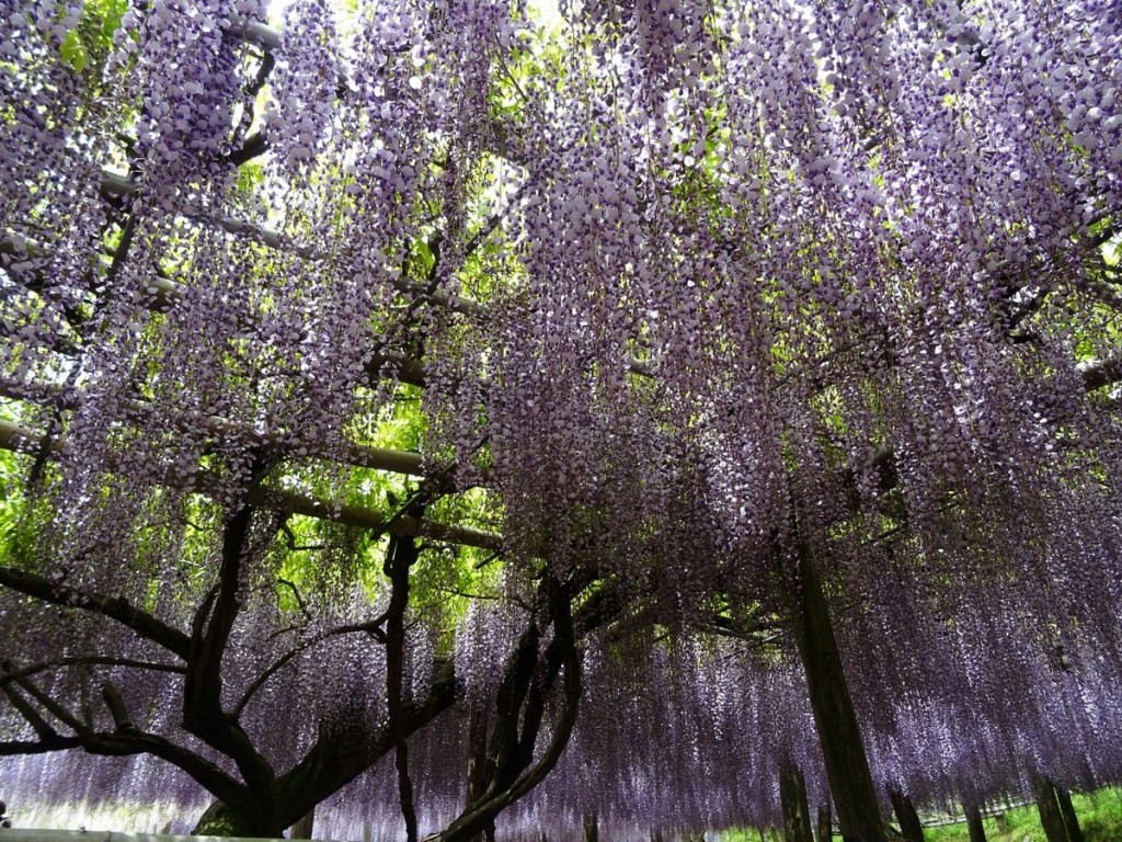 fuji blåregn
