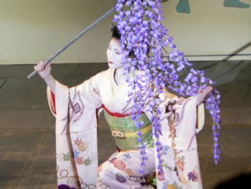maiko med fuji blåregn
