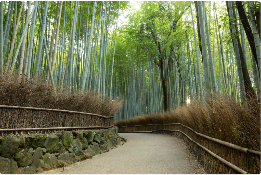 Bambusskoven i Arashiyama, Kyoto