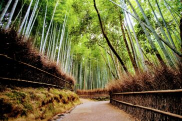 bambusskoven