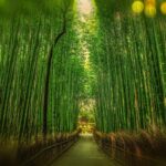 bambusskoven_arashiyama