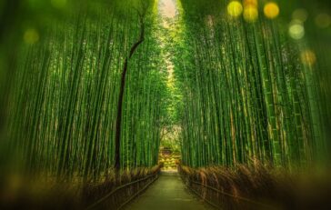 bambusskoven_arashiyama
