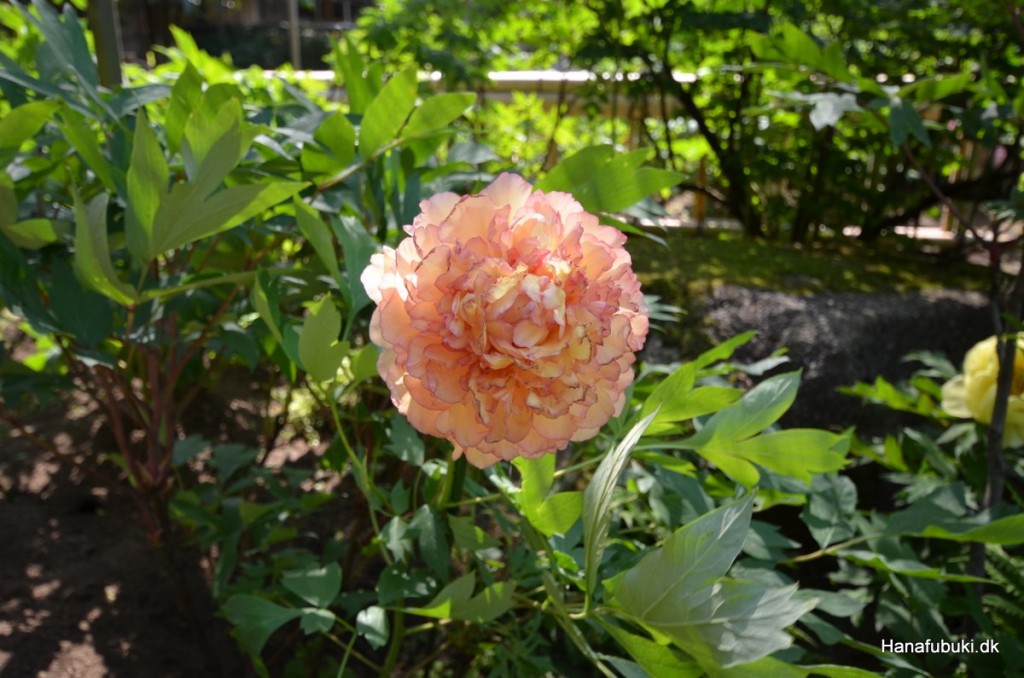 ueno toshugu pæoner (5)
