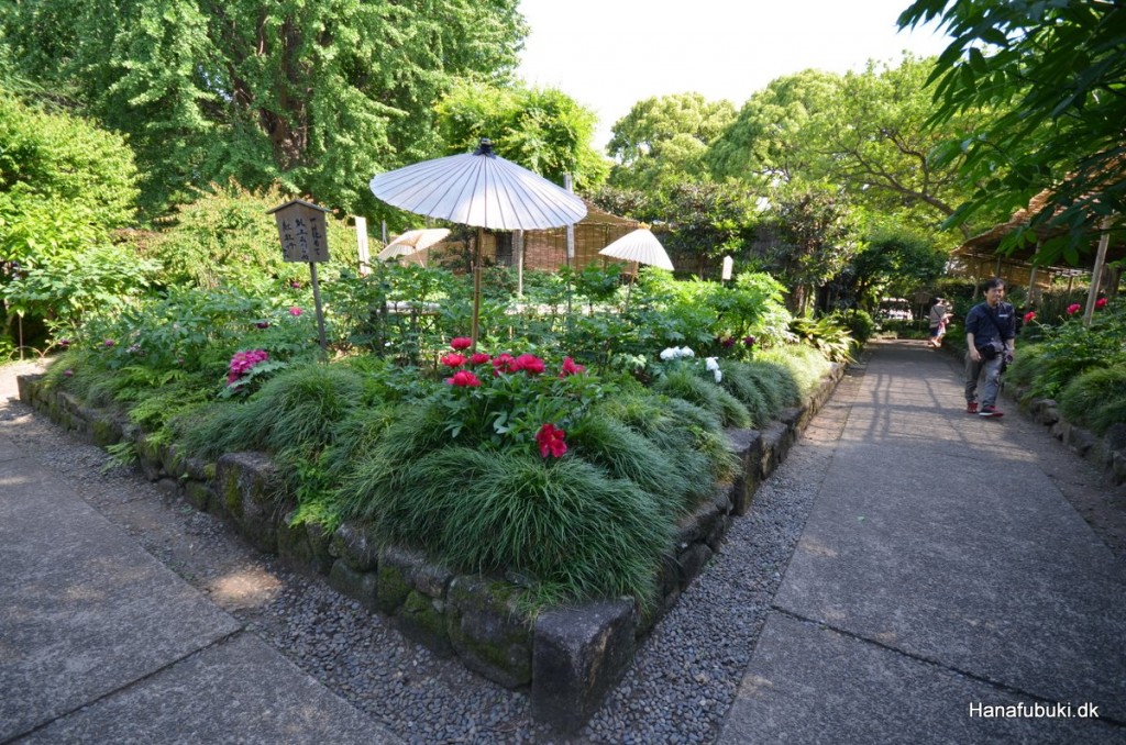 ueno toshugu pæoner