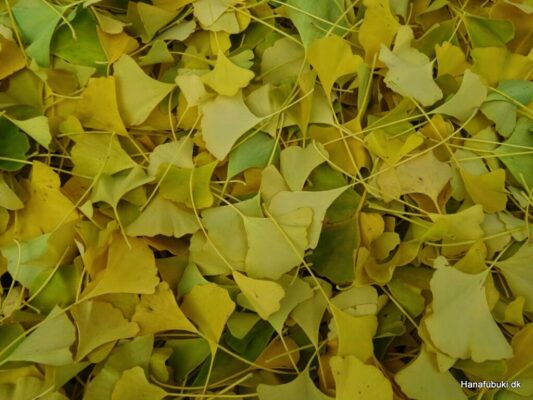 ginkgo blade