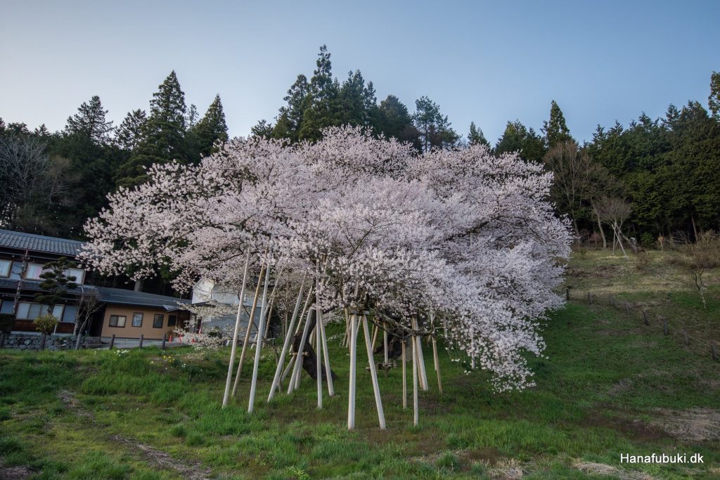 garyu sakura