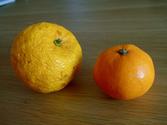yuzu mandarin