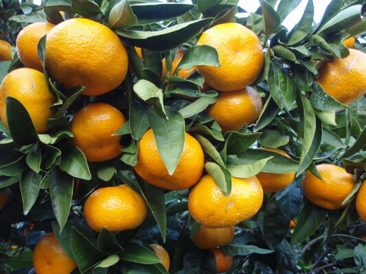 mikan