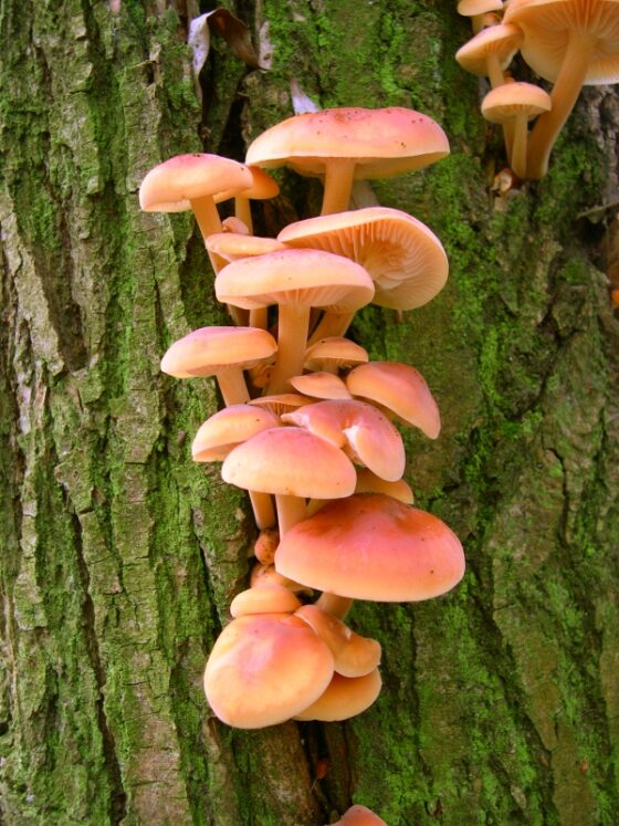 enokitake
