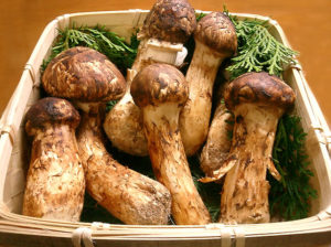 matsutake_duft_ridderhat