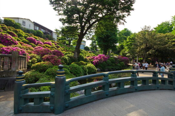 Azalea blomstrer, Nezu-helligdommen, Tokyo