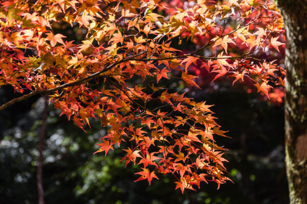 tofukuji_templet_kyoto