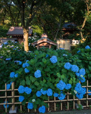 ajisai hortensia