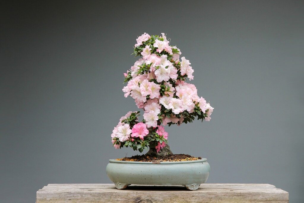 bonsai azelea