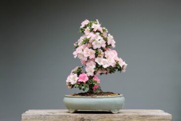 bonsai azelea