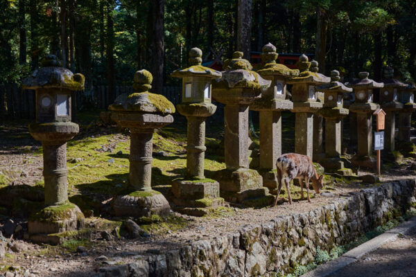 kasuga_taisha_helligdommen