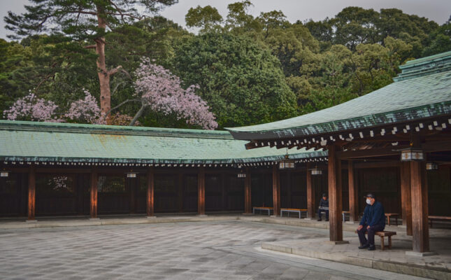sakura_meiji-jingu