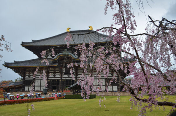 sakura_Tōdaiji-helligdommen, Nara
