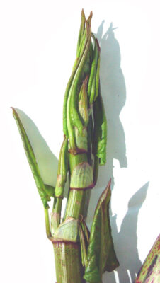 itadori