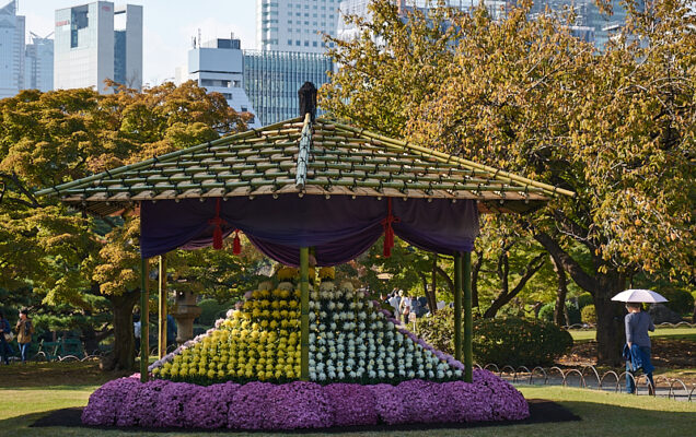 kiku_matsuri_shinjuku_gyoen