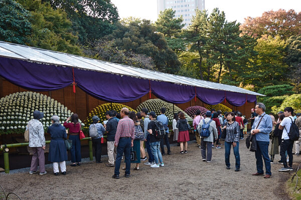 kiku_matsuri_shinjuku_gyoen