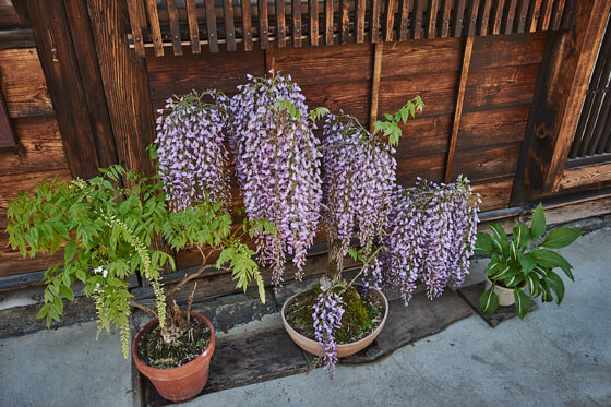 bonsai