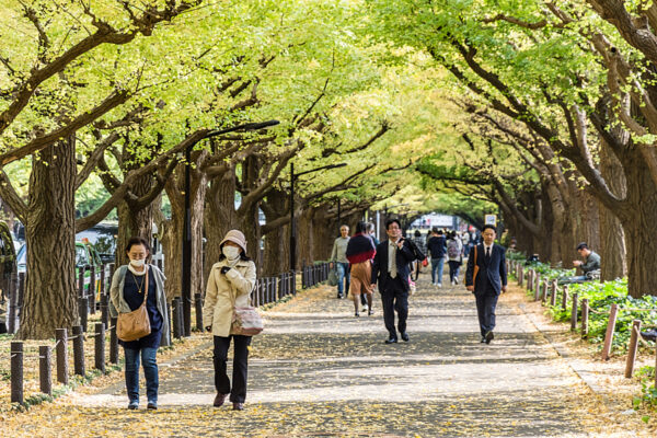 gingko ginnan