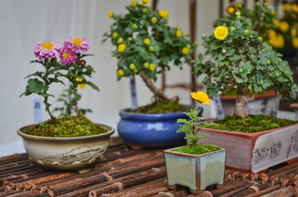 minibonsai