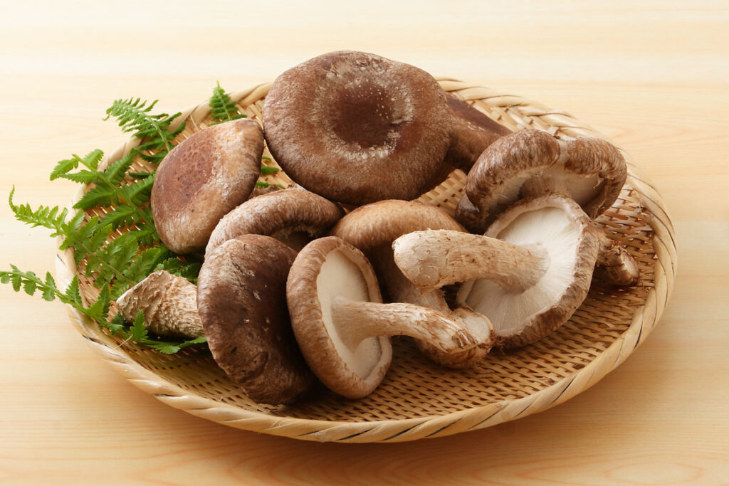 shiitake japansk spisesvamp