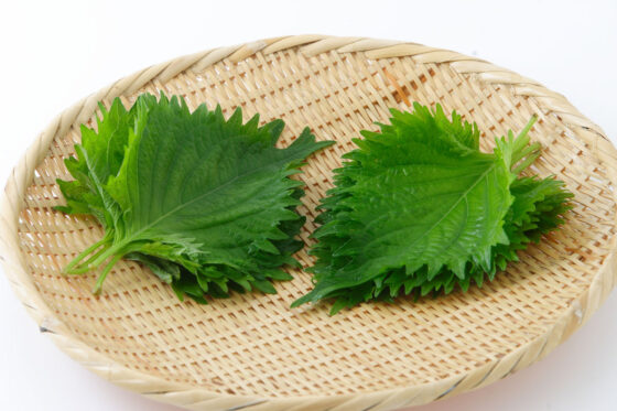 shiso