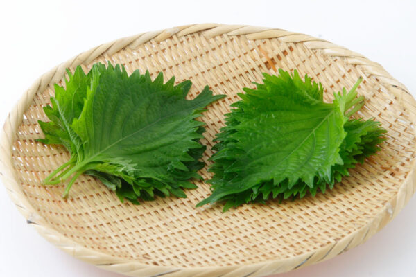 shiso