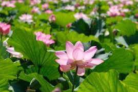 hasu_lotus