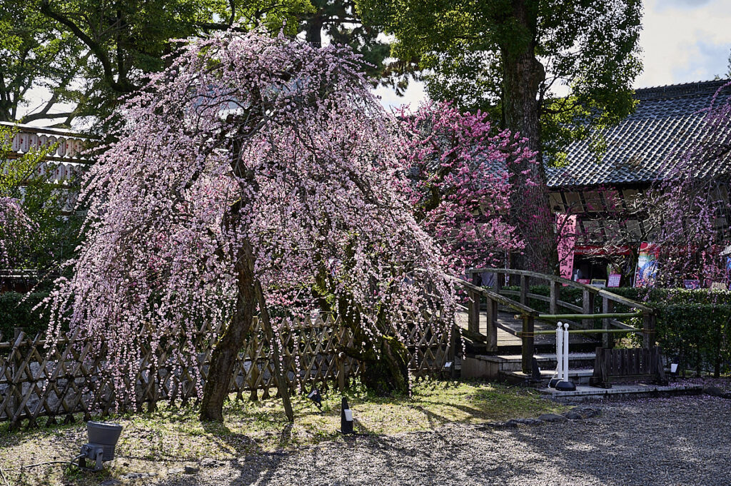 kitano tenmangu kyoto blommeblomster