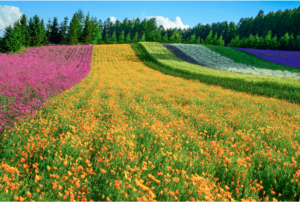 furano japan hokkaido