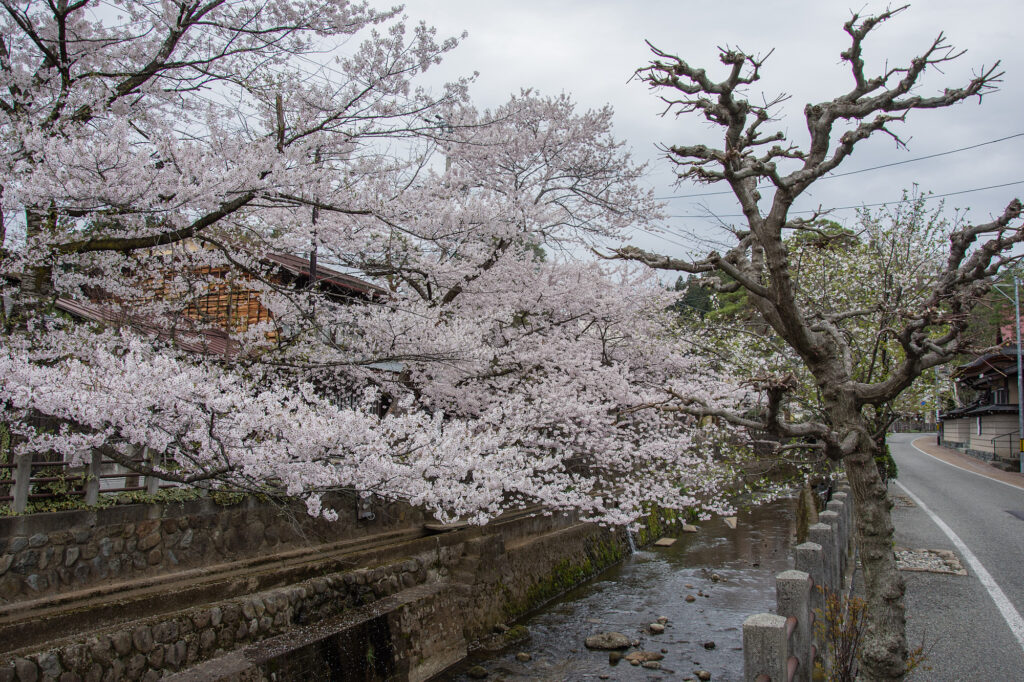 sakura blomstrer, takayama