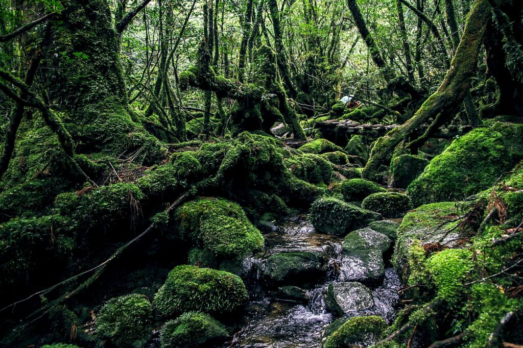 yakushima