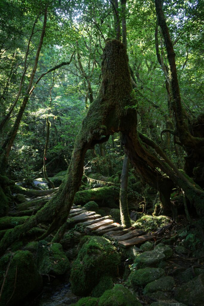 yakushima