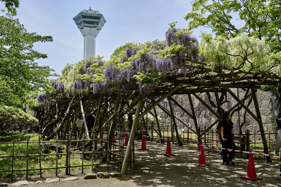 Goryokaku-fortet og Goryokaku-tårnet i Hakodate